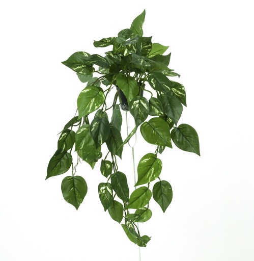 [5961] golden pothos potted 