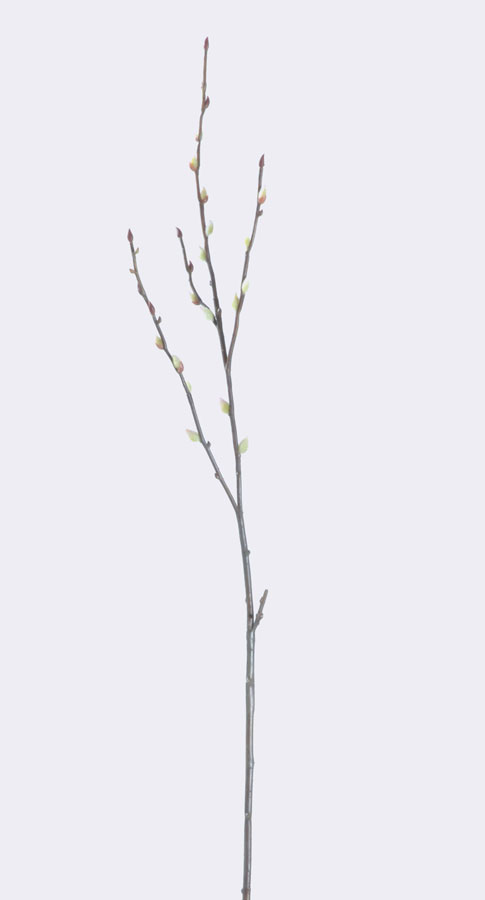 pussy willow 