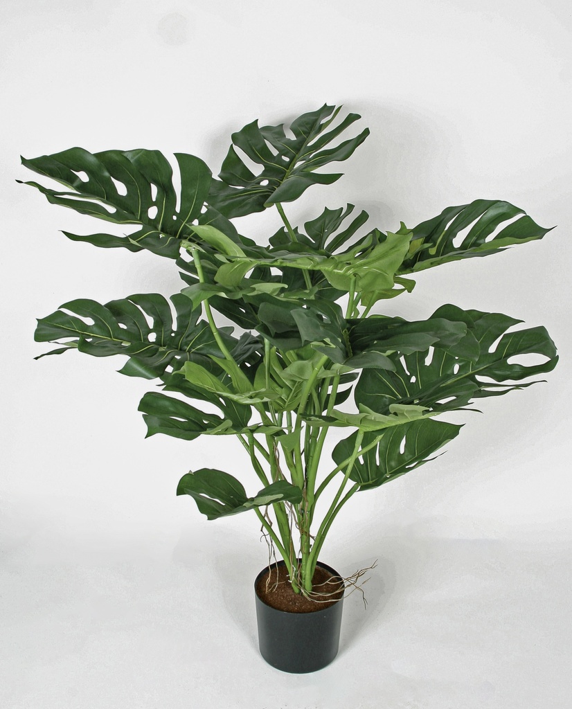 split leaf philodendron 