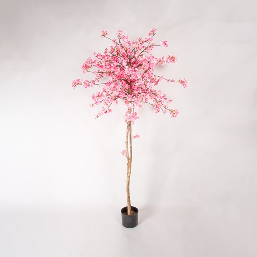 [1257-180] cherry blossom 