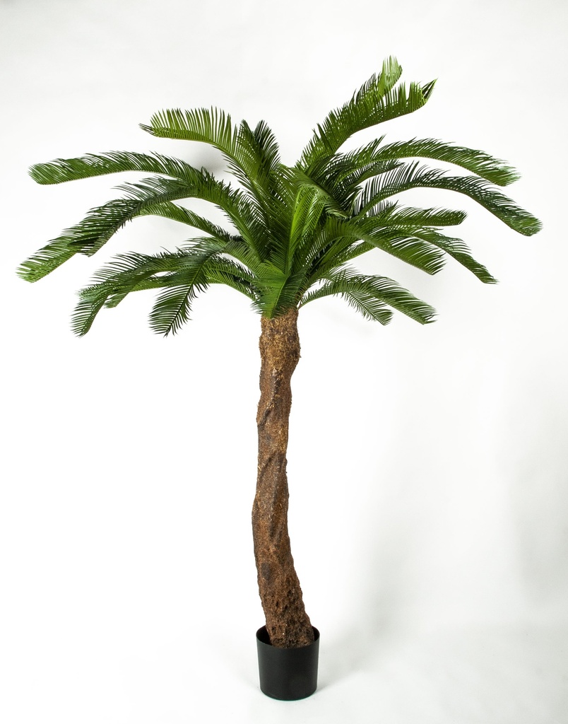 cycas palm 