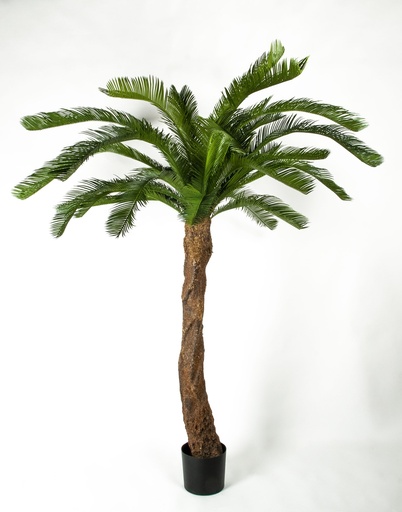 [1259-170] cycas palm 
