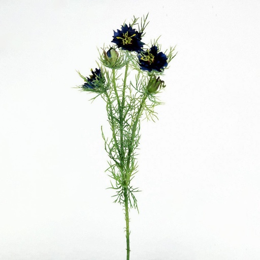 [442g] love in mistle 