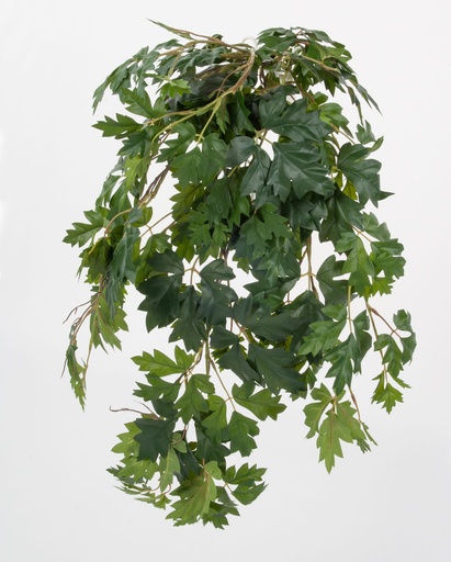 [1267-080] cissus bush 