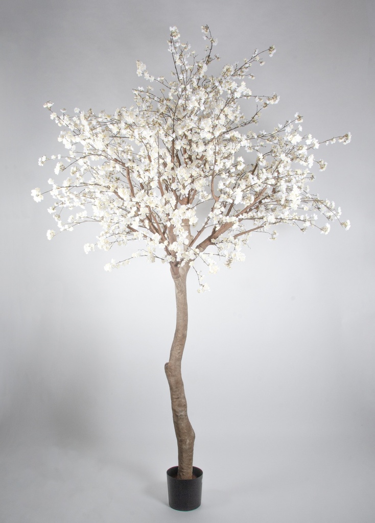 cherry blossom cream 