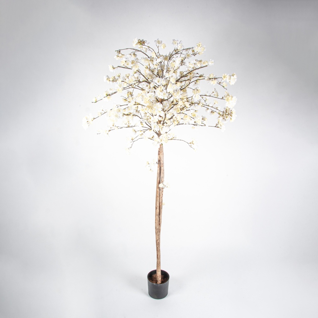 cherry blossom cream 