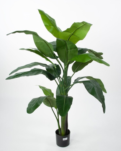 [1268-125] banana scarlet (musa cocinea) 