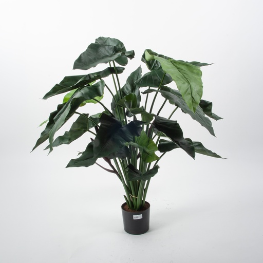 [1270-110] Alocasia