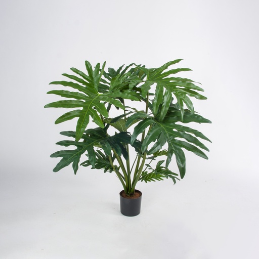 [5965] philodendron selloum 