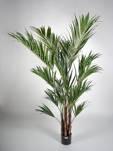 [65-220] kentia palm 