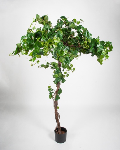 [1271-200] grape ivy 