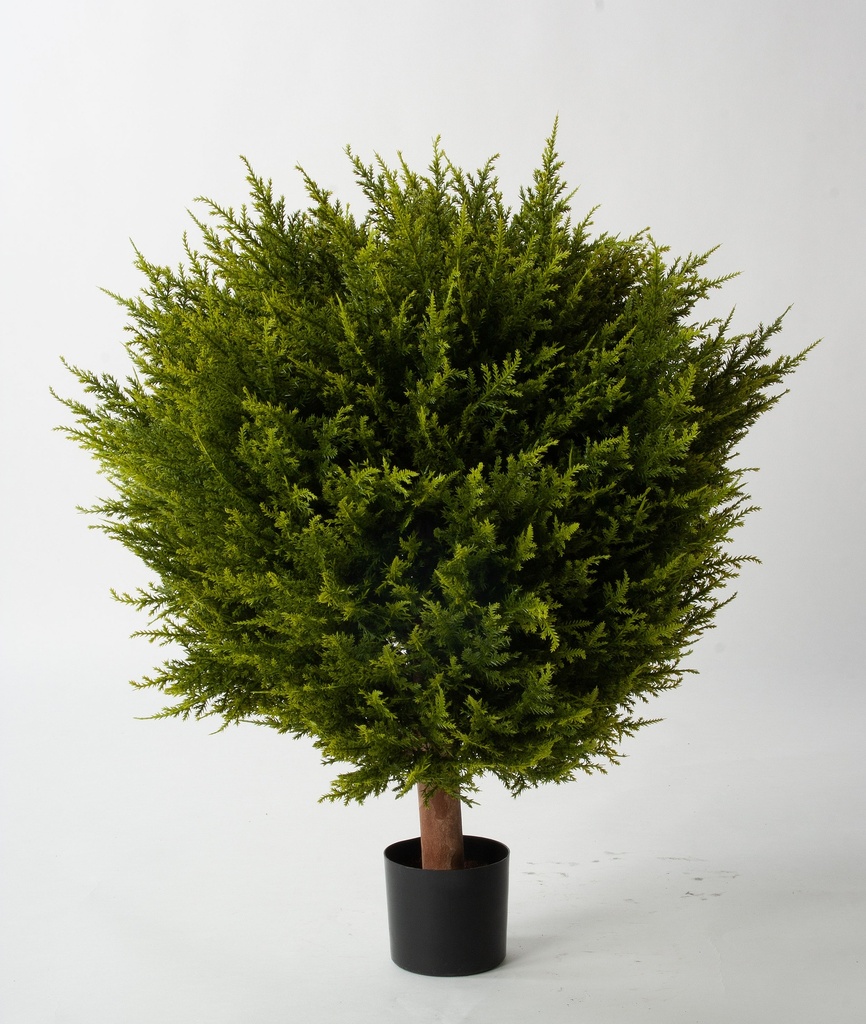 cypressus ball 
