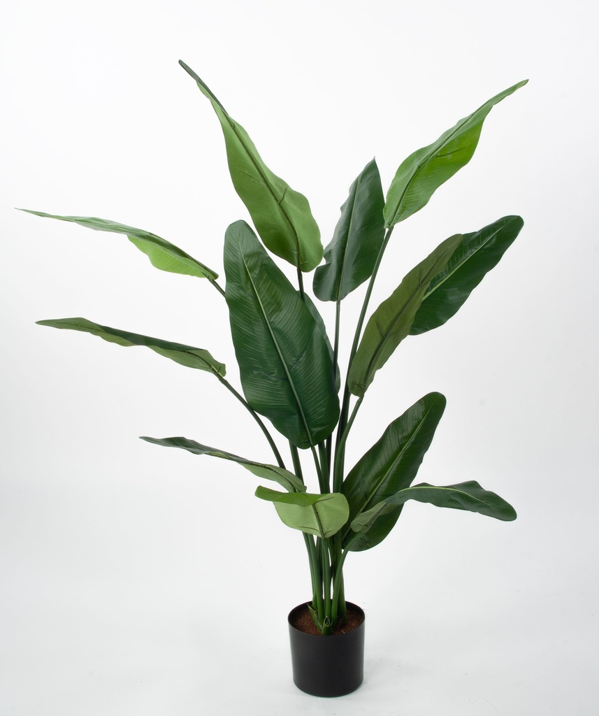 traveller palm 