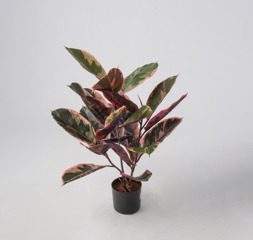 [5974] ficus elastica ruby 