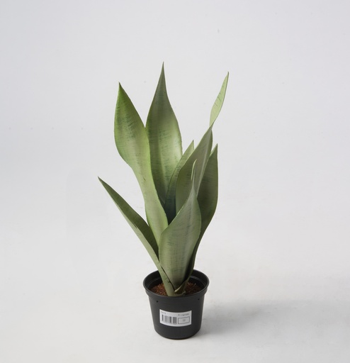 [5975] mother in law 