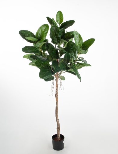 [1278-150] ficus audrey 
