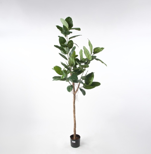 [1280-140] ficus audrey 
