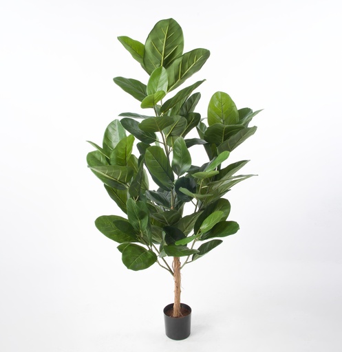 [1280-80] ficus audrey 