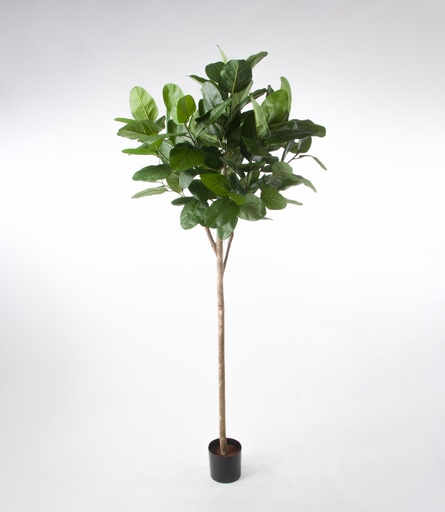 [1281-200] ficus audrey 