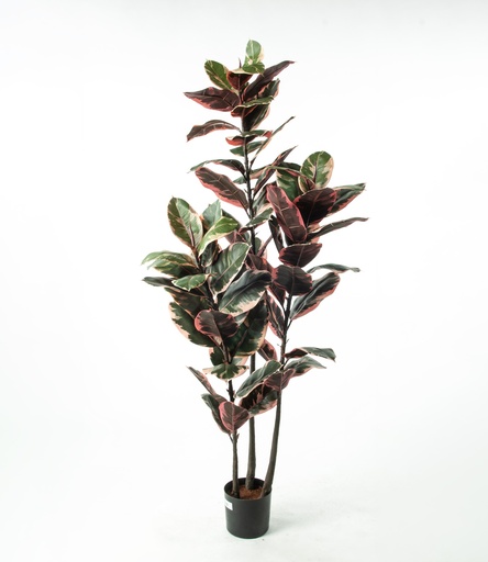 [1282-170] ficus elastica ruby 