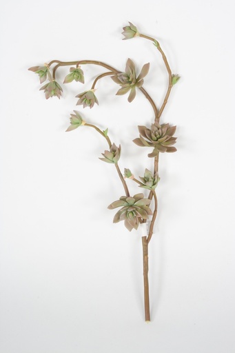 [2422] succulent hanging 