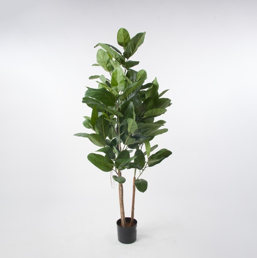 [1280-115] ficus audrey 