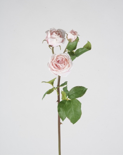 [4537] rose ecuadorian 