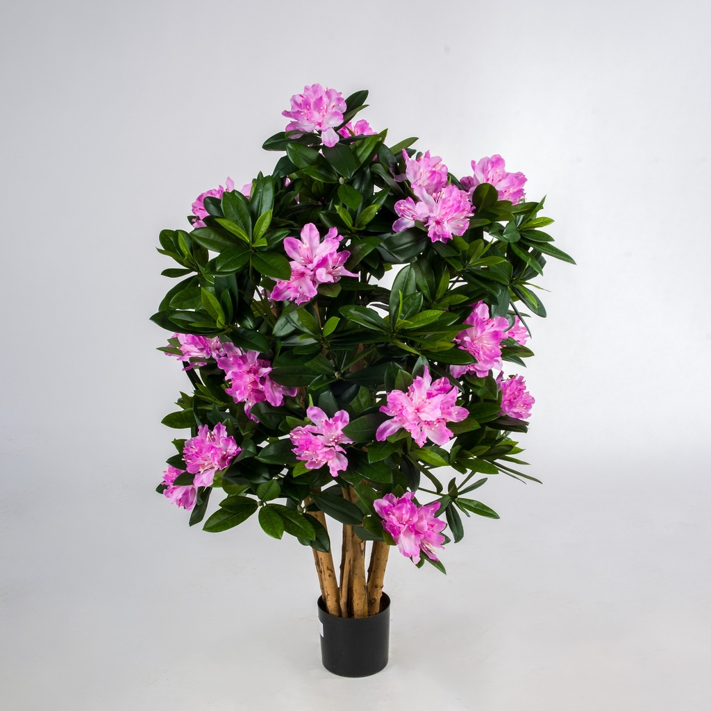 rhododendron 