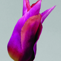 Tulip