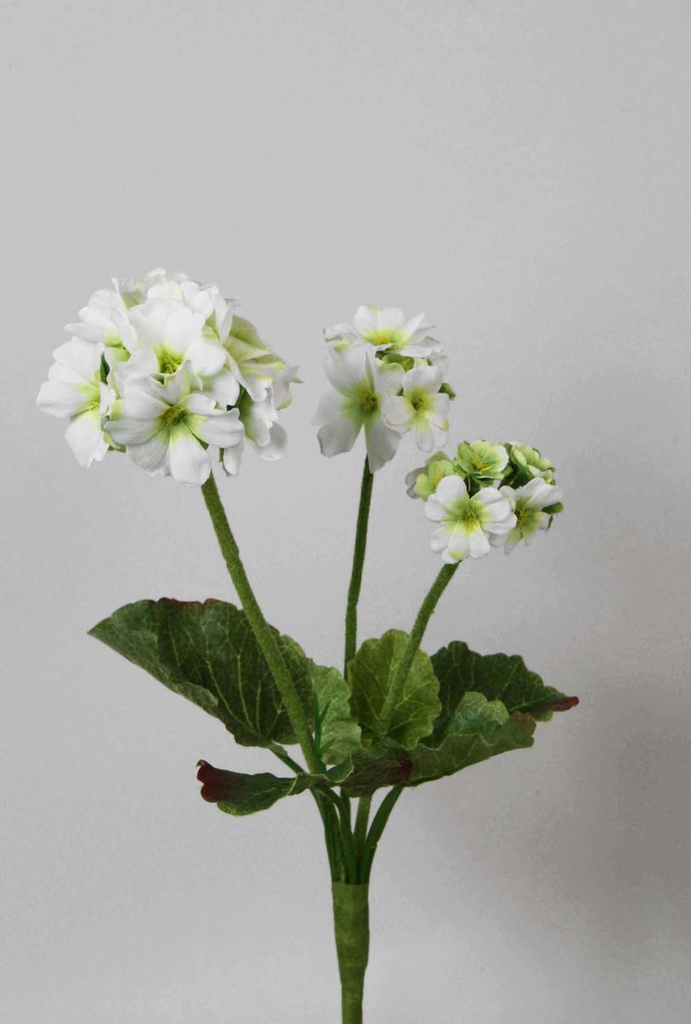 Primula
