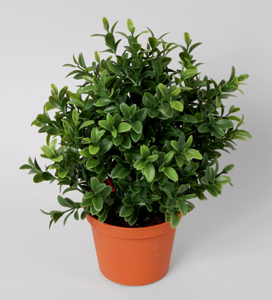 Boxwood plant