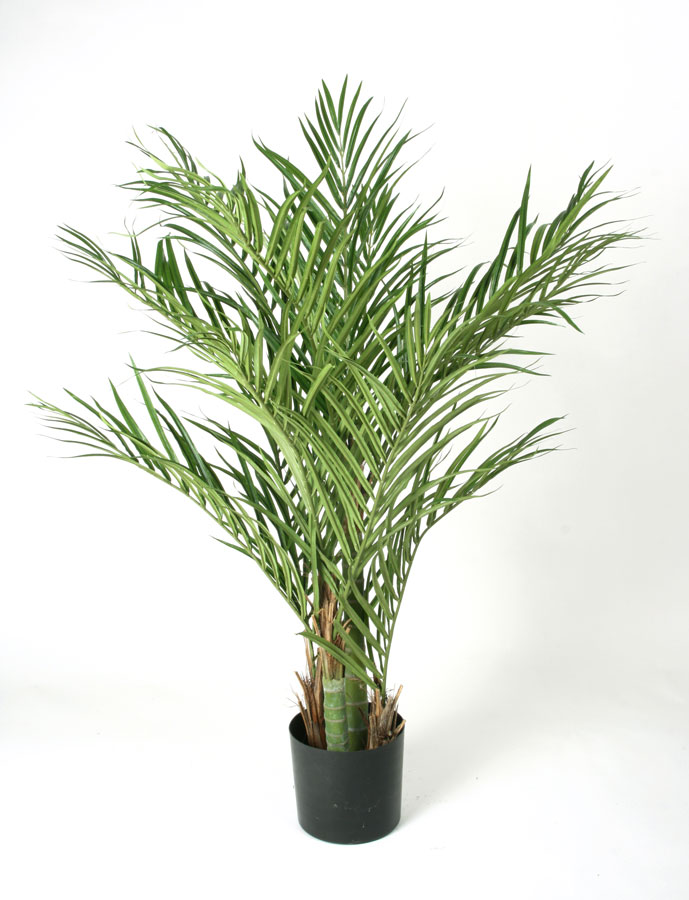 Areca palm