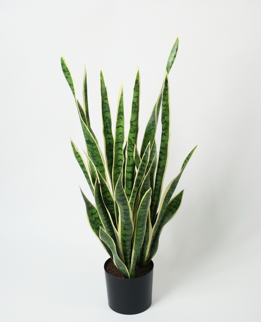 Mother-In-Law Tongue