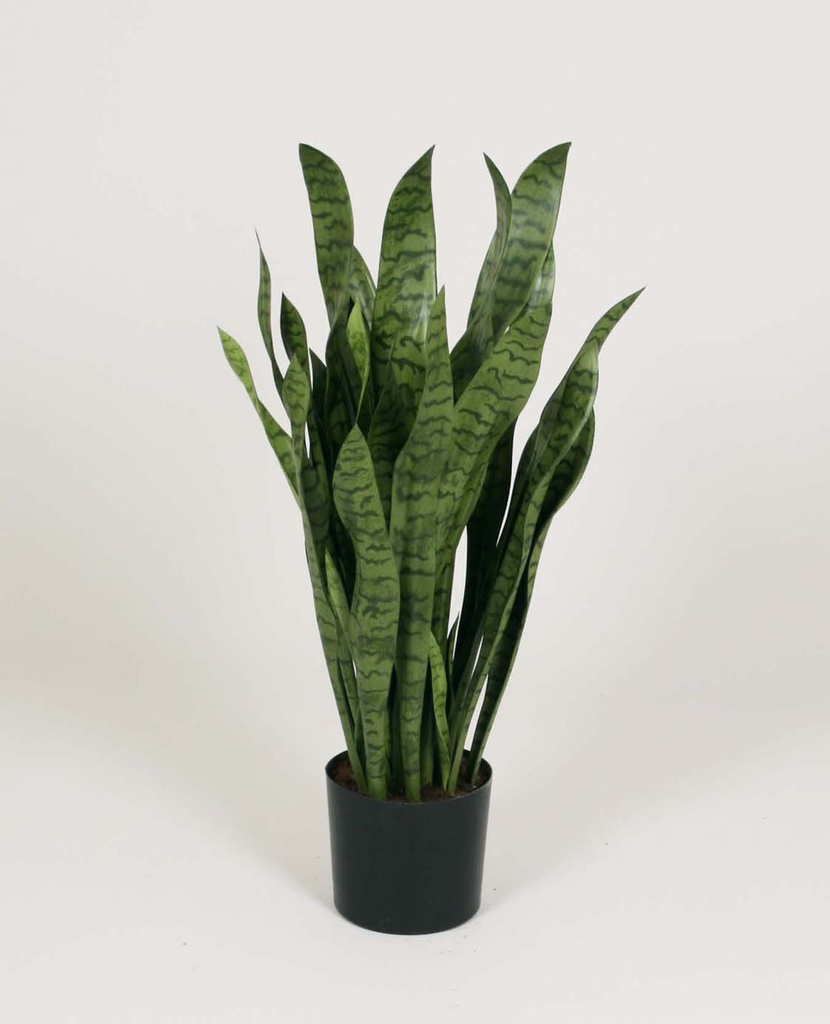 Mother-In-Law Tongue