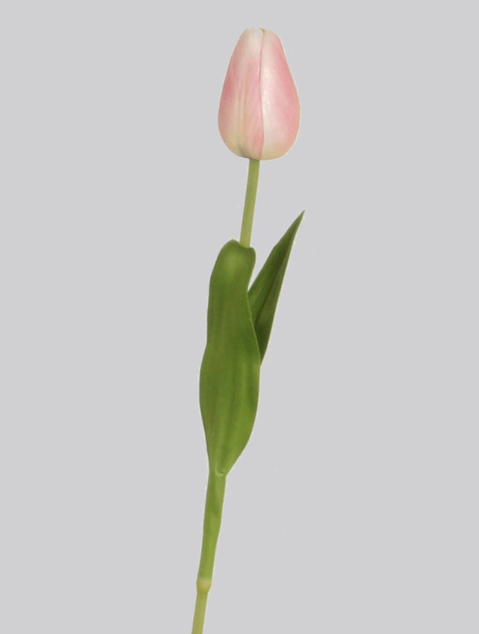 pointed tulip