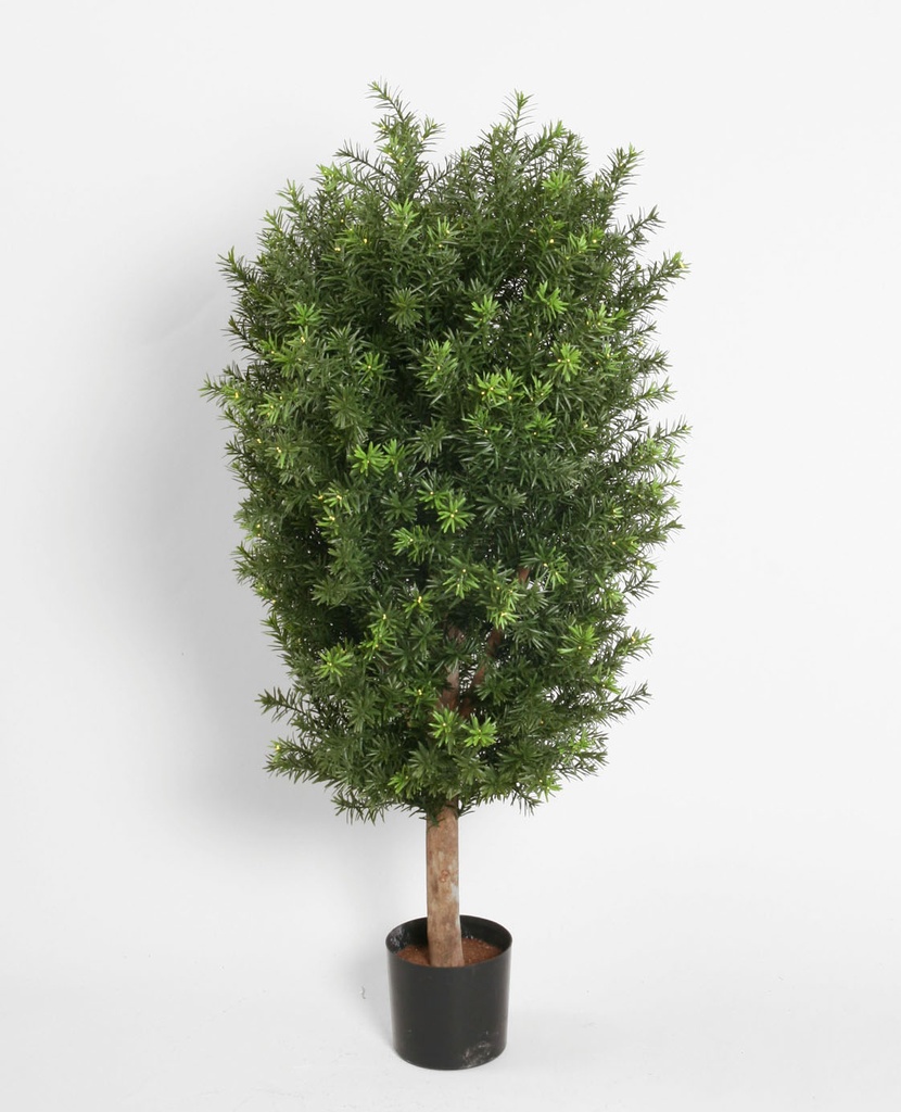 taxus