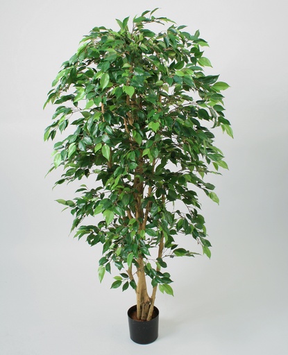 Ficus natasja