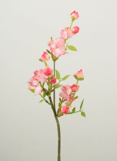 Peach Blossom