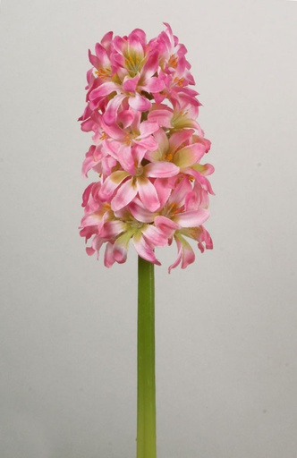 Hyacinth