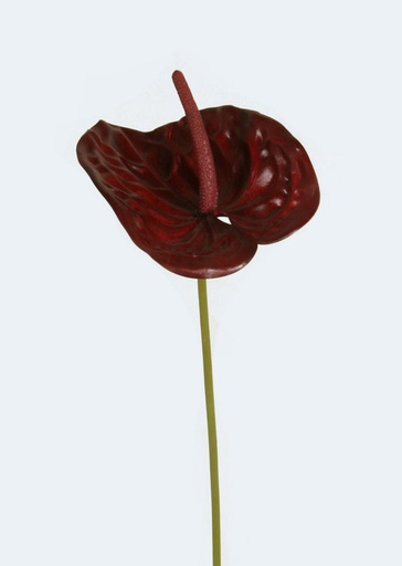 Anthurium