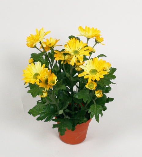 Chrysathemum